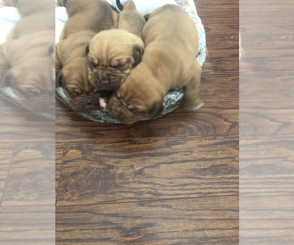 Medium Photo #1 Dogue de Bordeaux Puppy For Sale in HICKORY, NC, USA