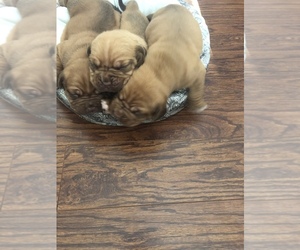 Dogue de Bordeaux Litter for sale in HICKORY, NC, USA
