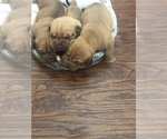 Small Photo #1 Dogue de Bordeaux Puppy For Sale in HICKORY, NC, USA