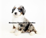 Small Australian Labradoodle-Miniature Bernedoodle Mix