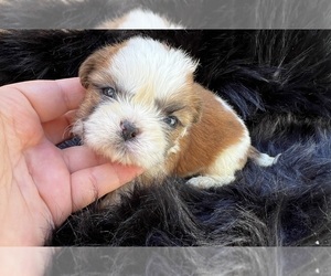 Medium Shih Tzu