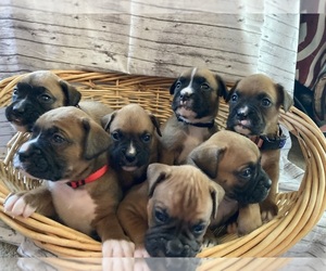 Boxer Litter for sale in HARRISON, AR, USA
