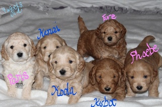 Goldendoodle (Miniature) Litter for sale in MANSFIELD, OH, USA