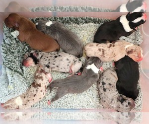 American Bully Litter for sale in PALMDALE, CA, USA