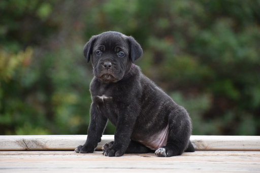 View Ad Cane Corso Litter of Puppies for Sale near