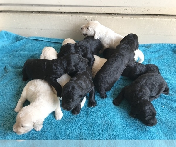 Medium Photo #1 Goldendoodle Puppy For Sale in ELKTON, KY, USA