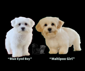 Maltipoo Litter for sale in SAN DIEGO, CA, USA