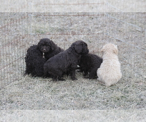 Labradoodle Litter for sale in MEMPHIS, MO, USA