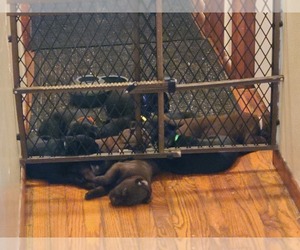 Labrador Retriever Litter for sale in MIDDLETOWN, IN, USA
