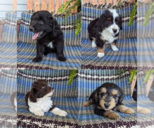 Aussiedoodle Miniature Litter for sale in CLARE, MI, USA
