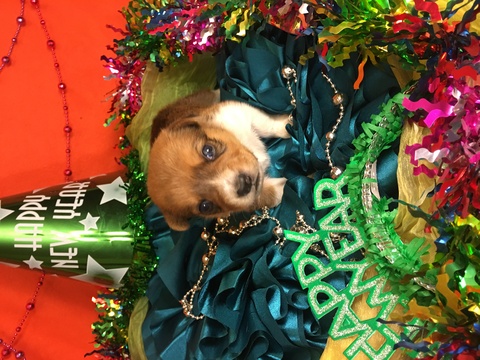 Medium Photo #1 Cowboy Corgi Puppy For Sale in BEMIDJI, MN, USA