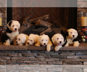 Old English Sheepdog Litter for sale in STANLEY, VA, USA
