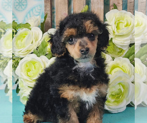 Poodle (Miniature) Litter for sale in BARBERTON, OH, USA