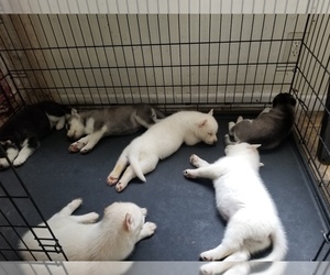 Siberian Husky Litter for sale in ATHENS, PA, USA