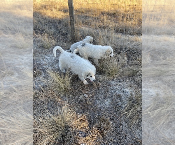 Medium Photo #1 Great Pyrenees Puppy For Sale in WEST END, NC, USA