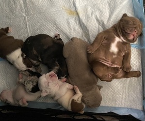 American Bully-Bulldog Mix Litter for sale in WENATCHEE, WA, USA
