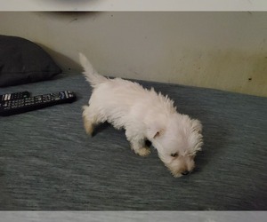 Unknown-West Highland White Terrier Mix Litter for sale in JASPER, IN, USA