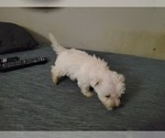 Small West Highland White Terrier Mix