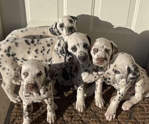 Dalmatian Litter for sale in DURANT, OK, USA