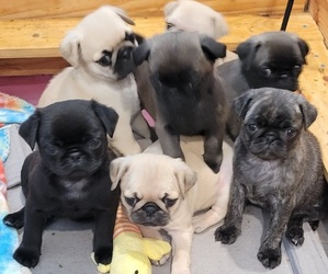 Pug Litter for sale in MADISON, AL, USA