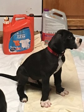 Medium Photo #1 Great Dane Puppy For Sale in NEWNAN, GA, USA