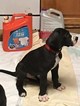 Small Photo #1 Great Dane Puppy For Sale in NEWNAN, GA, USA