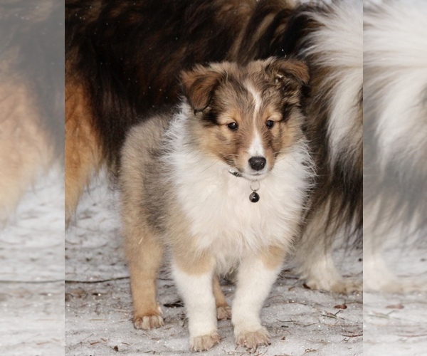 Medium Photo #1 Shetland Sheepdog Puppy For Sale in CLAYTON, WA, USA