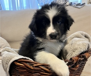 Border Collie Litter for sale in FRENCH CAMP, CA, USA