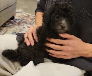 Poodle (Miniature) Litter for sale in CORVALLIS, OR, USA