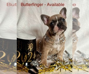 French Bulldog Litter for sale in SLIPPERY ROCK, PA, USA