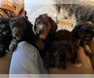 Labradoodle Litter for sale in SPRINGFIELD, TN, USA