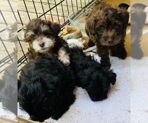 Poodle (Toy)-Schnauzer (Miniature) Mix Litter for sale in STRAWBERRY PLAINS, TN, USA