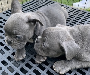 French Bulldog Litter for sale in DAYTON, OH, USA