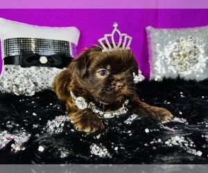 Shih Tzu Litter for sale in HAYWARD, CA, USA