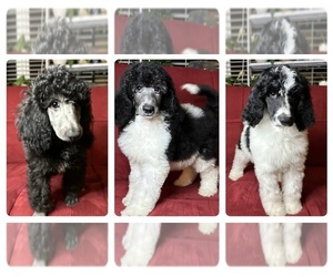 Poodle (Standard) Litter for sale in MUSKOGEE, OK, USA