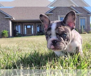 French Bulldog Litter for sale in ODESSA, MO, USA