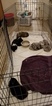 Small Photo #1 Shetland Sheepdog Puppy For Sale in MOUNT WASHINGTON, KY, USA