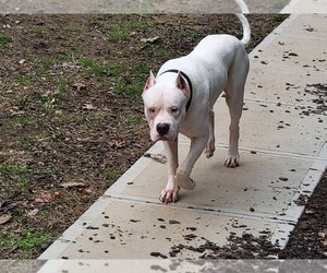 Dogo Argentino Litter for sale in SANFORD, NC, USA