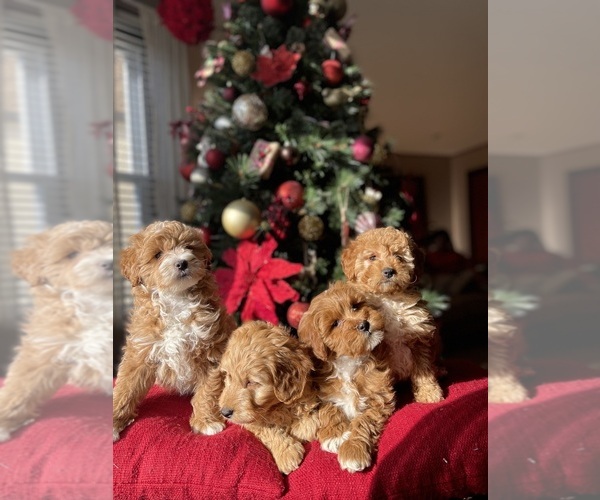 Medium Photo #1 Goldendoodle (Miniature) Puppy For Sale in PISCATAWAY, NJ, USA