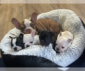French Bulldog Litter for sale in MANOR, TX, USA
