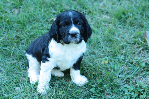 Medium Photo #1 English Springer Spaniel Puppy For Sale in YORK, PA, USA