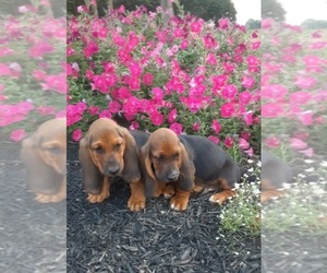 Basset Hound Litter for sale in FOUNTAIN RUN, KY, USA