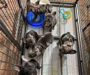 French Bulldog Litter for sale in HOLLYWOOD, FL, USA