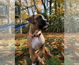 Boxer Litter for sale in LEESPORT, PA, USA
