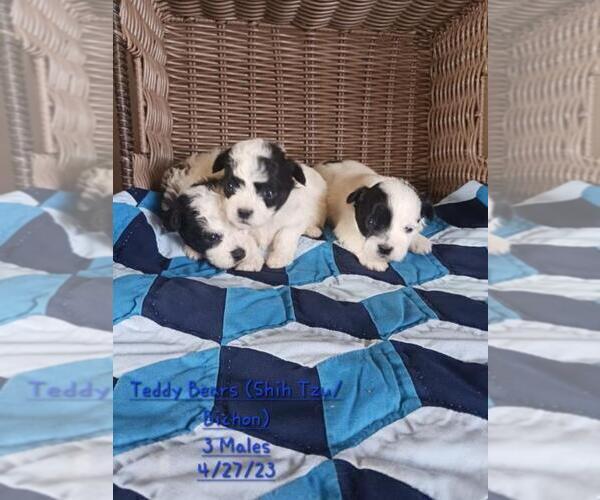 Medium Photo #1 Zuchon Puppy For Sale in SHIPSHEWANA, IN, USA