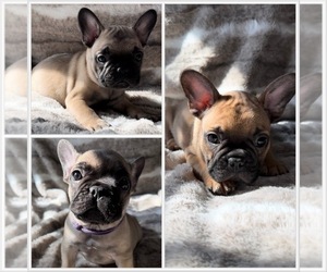 French Bulldog Litter for sale in WHITNEY, TX, USA