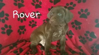German Shorthaired Pointer Litter for sale in HINDSBORO, IL, USA