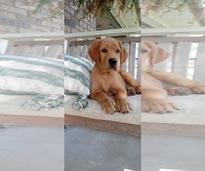 Golden Labrador Litter for sale in PACE, FL, USA