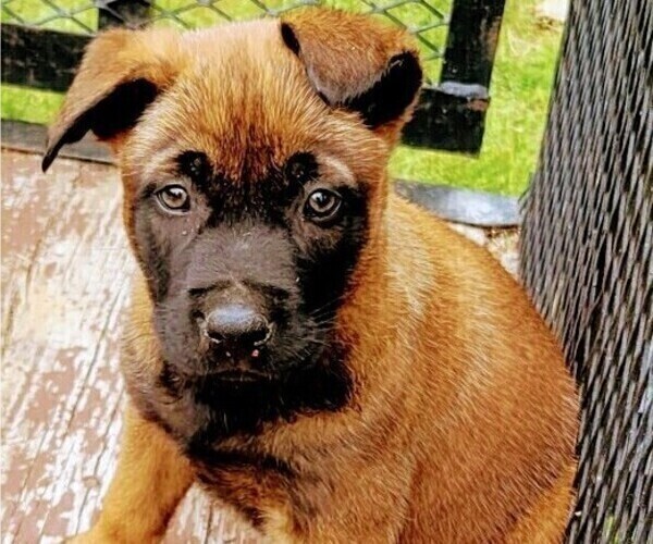 Medium Photo #1 Belgian Malinois Puppy For Sale in GREENSBORO, NC, USA