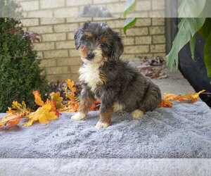 Bernedoodle Litter for sale in WOOSTER, OH, USA